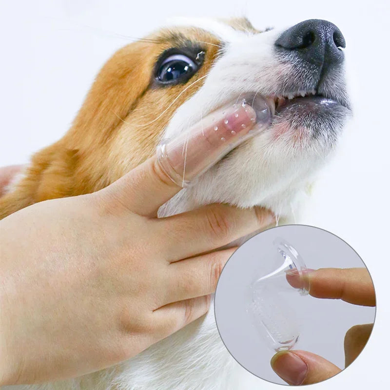 Dog care daily routines